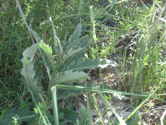 Cirsium arvense vestitum