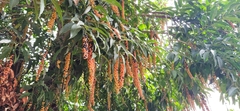 Citharexylum donnell-smithii