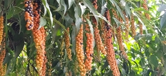 Citharexylum donnell-smithii