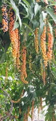Citharexylum donnell-smithii