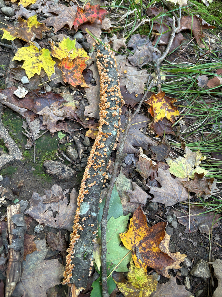 crowded parchment · September 2026 · photo: Photo: (c) Bob, some rights reserved (CC BY) · iNaturalist