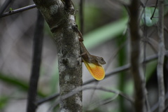Anolis jubar oriens