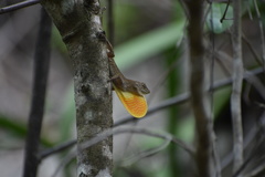 Anolis jubar oriens