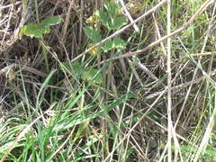 Pastinaca clausii