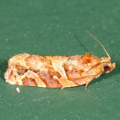 Argyrotaenia hodgesi