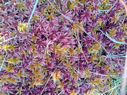 Sphagnum angustifolium observed 2026-09-30