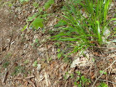 Melica nutans