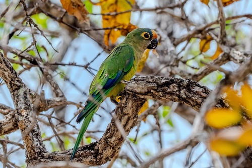 Peach-fronted Parakeet