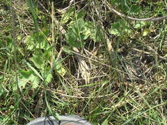 Pastinaca clausii