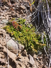 Saxifraga bronchialis funstonii