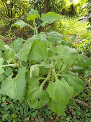 Smallanthus sonchifolius