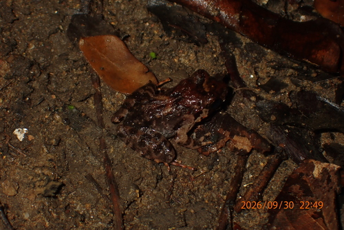 Limnonectes malesianus observed 2026-09-30