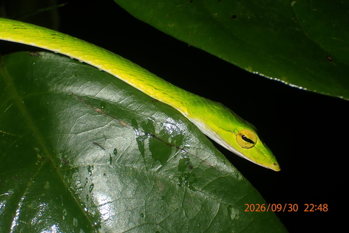 Ahaetulla mycterizans, 2026-09-30