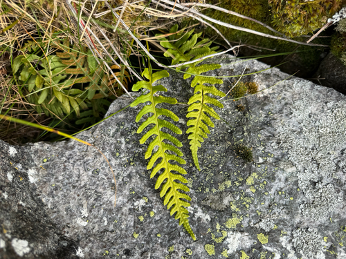 common polypody