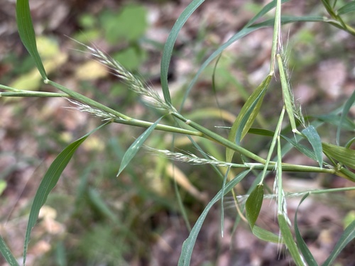 Muhlenbergia frondosa observed 2026-09-30