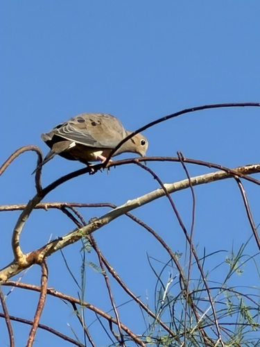 Mourning Dove