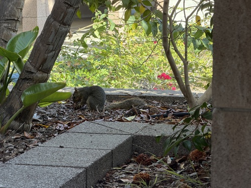 Eastern Fox Squirrel
