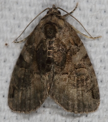 Pseudeustrotia indeterminata