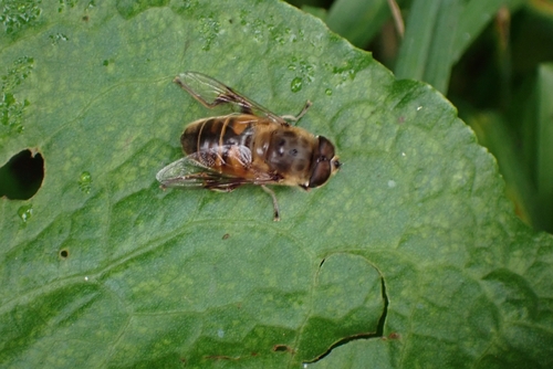 Common Drone Fly
