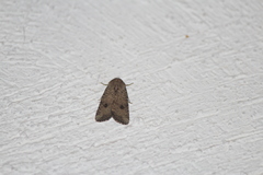 Protorthodes melanopis