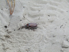 Melolontha hippocastani