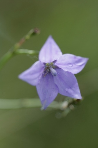 Wahlenbergia undulata, 2026-09-26
