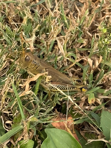 Differential Grasshopper