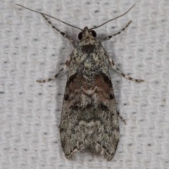 Pococera humerella