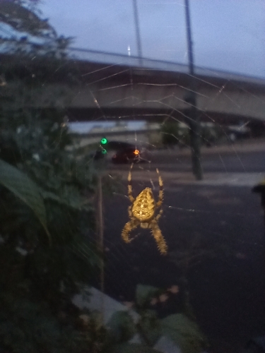 Cross Orbweaver