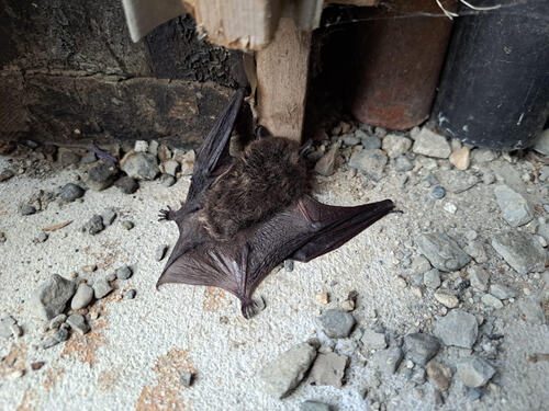 Little Brown Bat observed by jozien