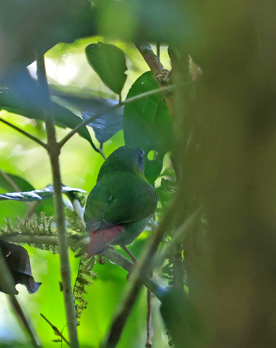 Erythrura trichroa observed 2026-08-13
