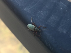 Phyllobius