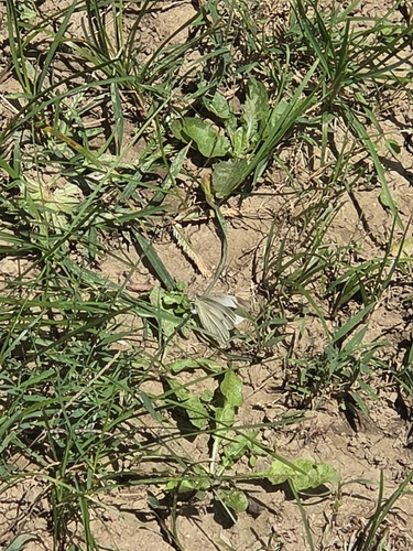 Small White
