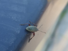 Phyllobius