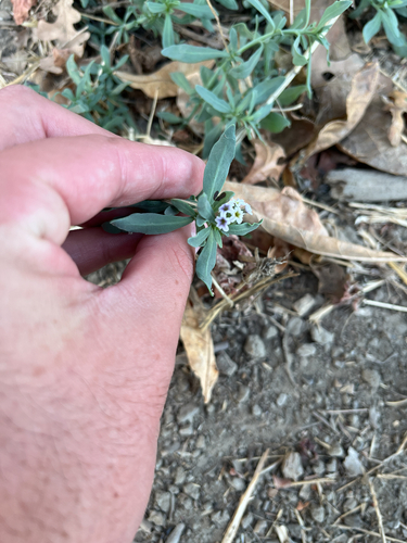 alkali heliotrope