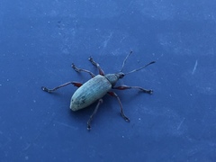Phyllobius