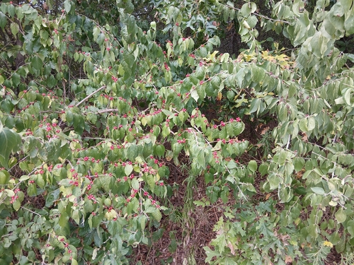 Amur honeysuckle