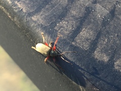 Phyllobius