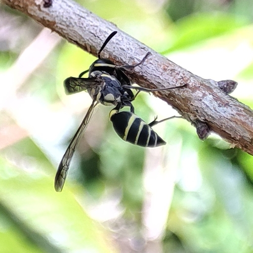 Yellow-banded Polybia Wasp