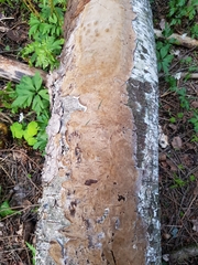 Phellinus laevigatus