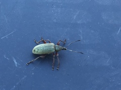 Phyllobius