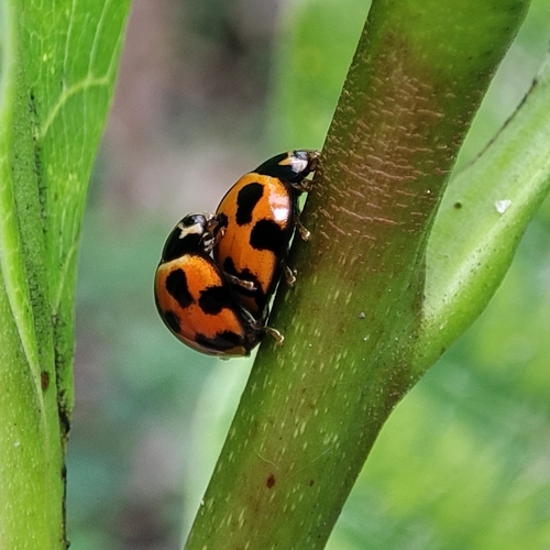 Variable Ladybird Beetle