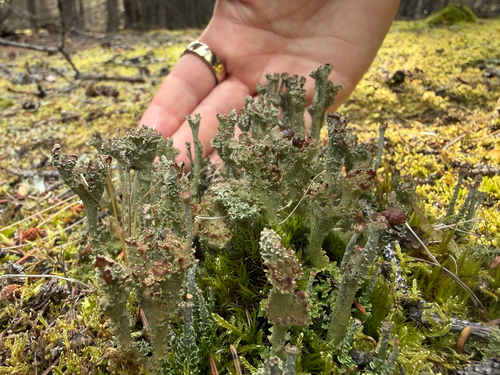 Phyllophora observed 2026-09-27