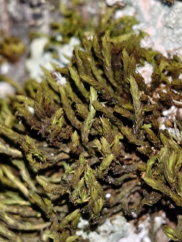 Pulvigera lyellii observed 2026-09-30