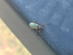 Phyllobius