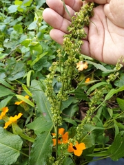 Rumex obtusifolius