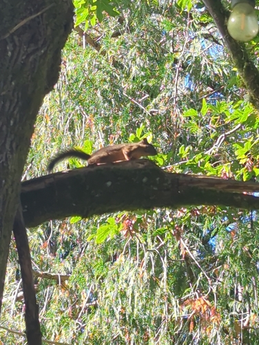 Douglas's Squirrel