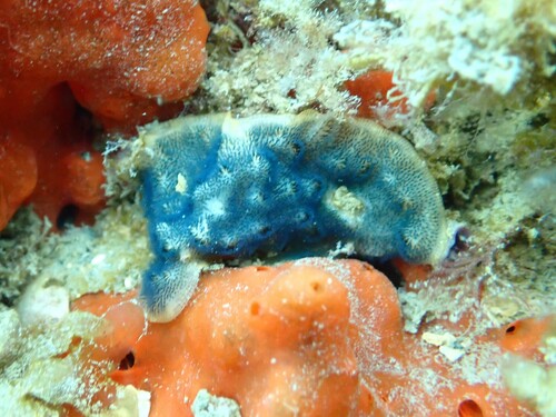 Celleporaria observed 2026-09-26