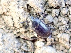 Blapstinus metallicus