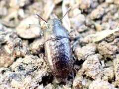 Blapstinus metallicus